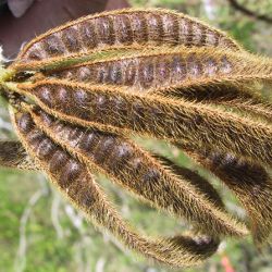 Mimosa pigra seed pods