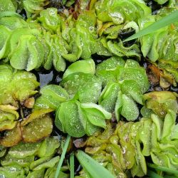 Salvinia plant form