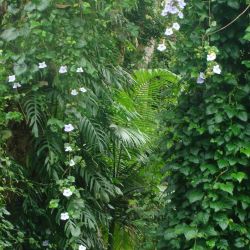 Thunbergia smothering native vegetation