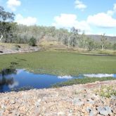 Water hyacinth smothering a creek